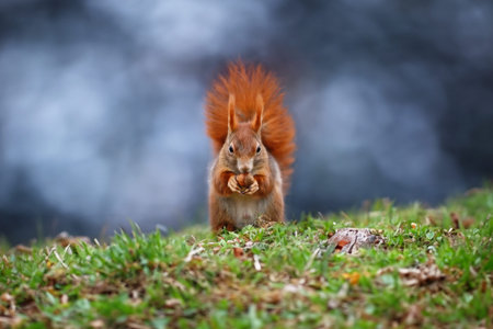 Red squirrel with nut on the green grass in autumn forest. Wildlife scenes.