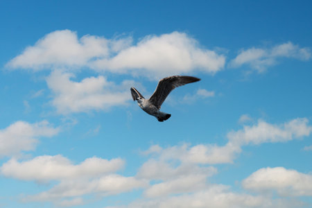 Seagull flying in the blue sky with white clouds as backgroundの写真素材
