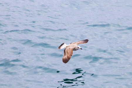 Seagull flying in the blue sea. Bird in the nature.の写真素材