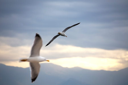 Seagull flying over the sea at Bang Pu beach, Thailandの写真素材