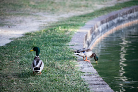ducks on the shore of the lake in the park in summerの写真素材