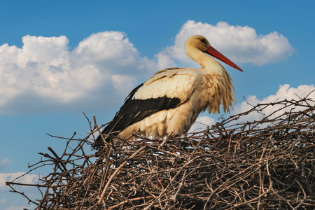 Stork in nest on the background of the blue sky with clouds