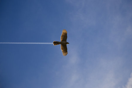 Hawk in flight against a blue sky with a trail of smokeの写真素材