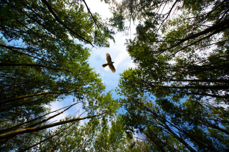 the eagle flies over the forest
