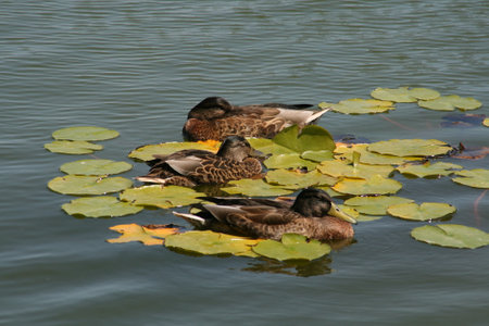 ducks on the water in the lake, photo as a background, digital imageの写真素材