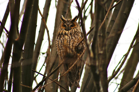 Long-eared owl (Asio otus) sitting on a treeの写真素材
