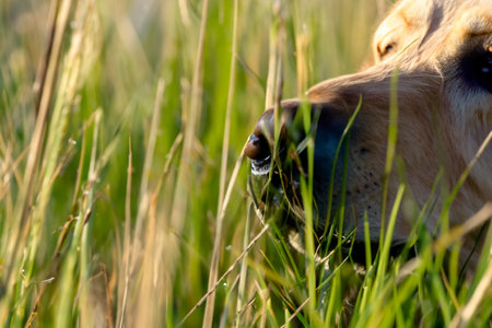 Labrador retriever looking through the grass in a field of tall grassの写真素材