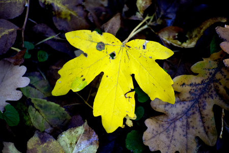 Autumn leaves on the ground in the forest, close-up