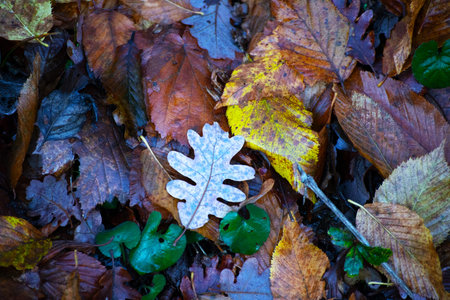 Autumn leaves on the ground in the forest. Selective focus.