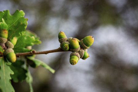 Acorns on a branch of oak tree in the spring. Macros