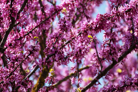 Branch of a blossoming tree with pink flowers in spring.