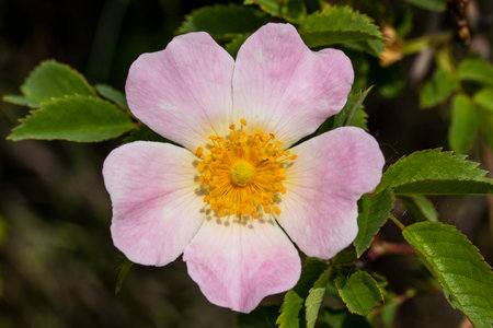 Flower of a dog rose (Rosa canina) in summer