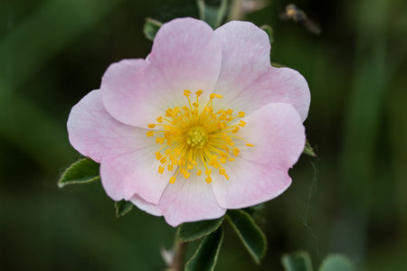 Pink flower of wild rose, Rosa canina, close-up