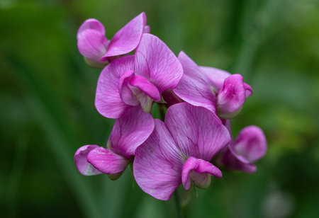 Purple flowers of sweet pea (Lathyrus odoratus)