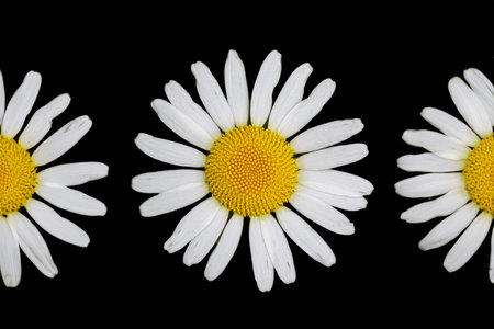 chamomile flower isolated on a black background. close-upの写真素材
