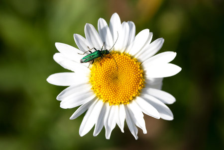 Green beetle on a camomile flower on a green background.の写真素材