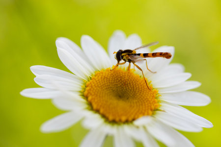Dragonfly on camomile flower in the garden, macro photography