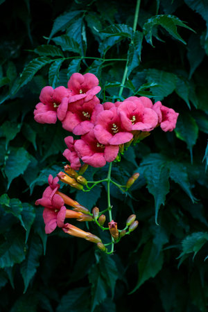 Pink trumpet creeper flowers in the garden. Selective focus.の写真素材
