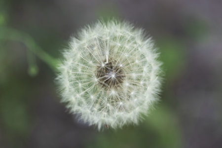 Dandelion seeds on a blurred background. Close-up.