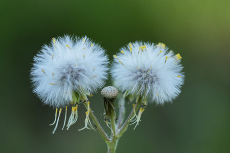 White dandelion flowers on a green background, close-up