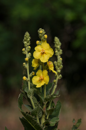 Verbascum mullein (Verbascum officinale)