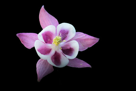 Aquilegia flower isolated on black background, close upの写真素材