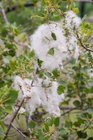 Close-up of the branches of a tree covered with white fluffy cotton wool