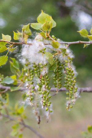 Mold on the branches of a tree, close-up.