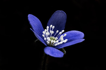 Hepatica nobilis on a black background. macrosの写真素材
