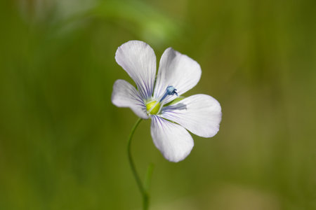 Flax (Linum usotatissimum) flowers over green backgroundの写真素材