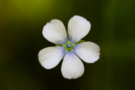 Flower of a flax (Linum usotatissimum)の写真素材