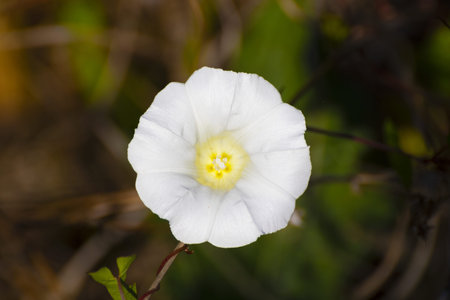 Morning Glory flower (Convolvulus arvensis) in bloom