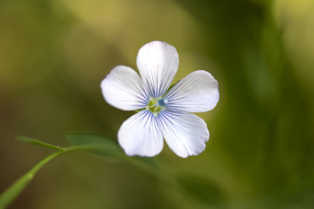 Flax (Linum usotatissimum) flowers in bloomの写真素材