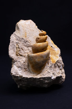 Turritella fossil on black background