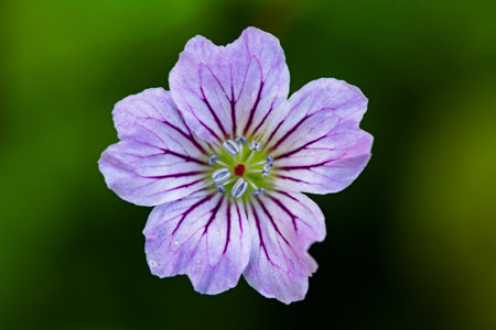 A close up of a purple geranium flower with blurred background.の写真素材