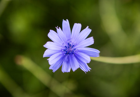 Blue flower of chicory on a background of green grass in the summerの写真素材