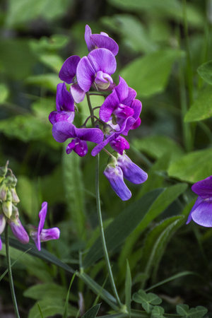 Purple sweet pea flowers (Lathyrus odoratus)の写真素材