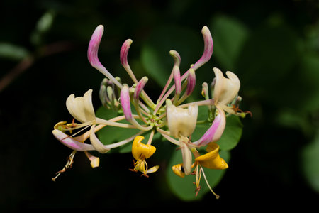 Flowering honeysuckle (Lonicera caprifolium)の写真素材