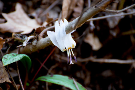 White flower in the forest, close-up, selective focus.の写真素材