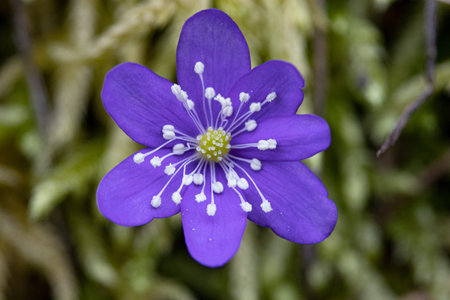 Hepatica nobilis (Hepatica nobilis)