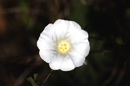 Close up of a white bindweed (Convolvulus arvensis)