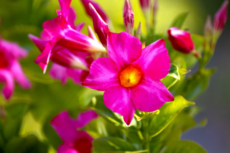 Beautiful flowers in the garden on a sunny day. Selective focus.