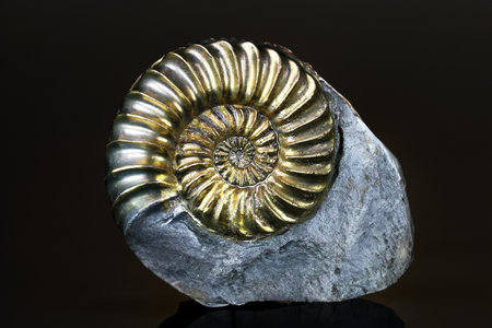 Close-up of a pyritized ammonite fossil, highlighting its metallic lusterの写真素材