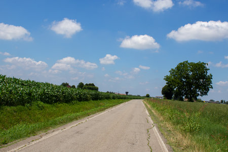 Country road through the field with corn and blue sky with white cloudsの写真素材