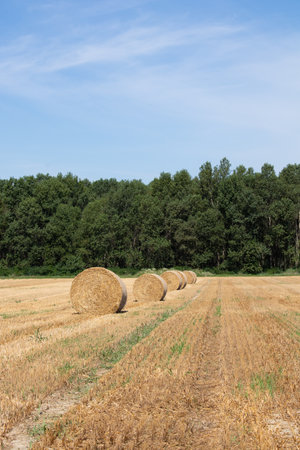 Harvested field with straw bales in summer, Poland.の写真素材