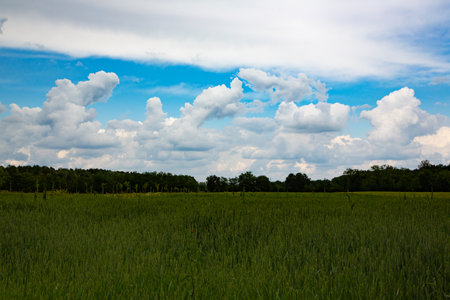 Green field and blue sky with white clouds. Countryside landscape.の写真素材