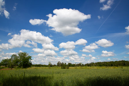 Landscape of green field and blue sky with clouds. Nature background.の写真素材
