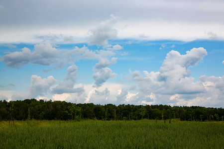 Landscape with green meadow and blue sky with white clouds.の写真素材