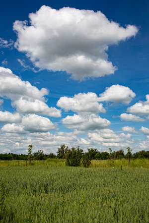 Green wheat field under blue sky with white clouds. Rural landscape.の写真素材