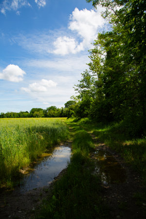 summer landscape with green meadows and blue skyの写真素材